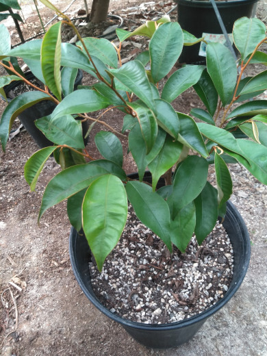 スターアップル葉が増えてきた スターアップル葉が増えてきた