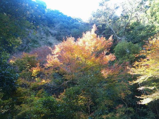 阿寺の七滝散策路は美しい紅葉と静かな川のせせらぎの癒しの空間 阿寺の七滝散策路は美しい紅葉と静かな川のせせらぎの癒しの空間