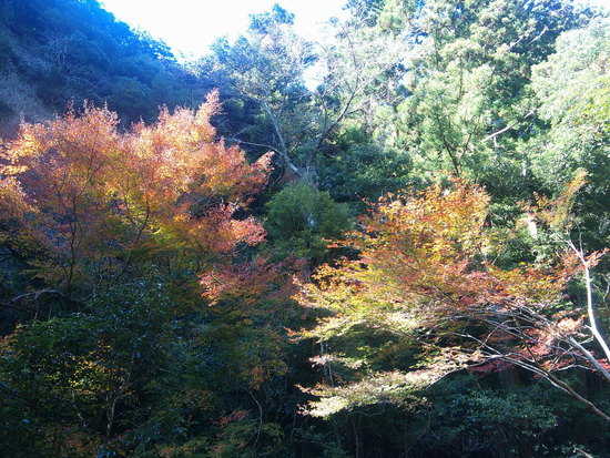 阿寺の七滝散策路は美しい紅葉と静かな川のせせらぎの癒しの空間 阿寺の七滝散策路は美しい紅葉と静かな川のせせらぎの癒しの空間