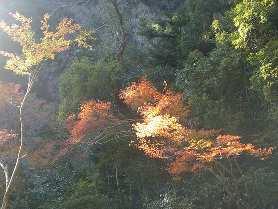 阿寺の七滝散策路は美しい紅葉と静かな川のせせらぎの癒しの空間 阿寺の七滝散策路は美しい紅葉と静かな川のせせらぎの癒しの空間