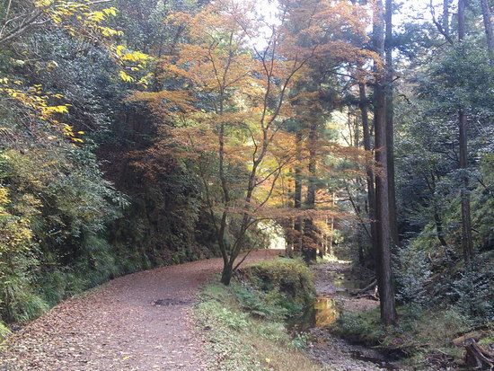 阿寺の七滝散策路は美しい紅葉と静かな川のせせらぎの癒しの空間 阿寺の七滝散策路は美しい紅葉と静かな川のせせらぎの癒しの空間