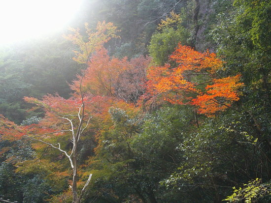 阿寺の七滝散策路は美しい紅葉と静かな川のせせらぎの癒しの空間 阿寺の七滝散策路は美しい紅葉と静かな川のせせらぎの癒しの空間