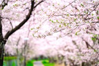 ♪ 葉桜