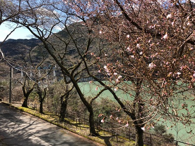 【週末イベント】ダムの桜 開花状況（佐久間）