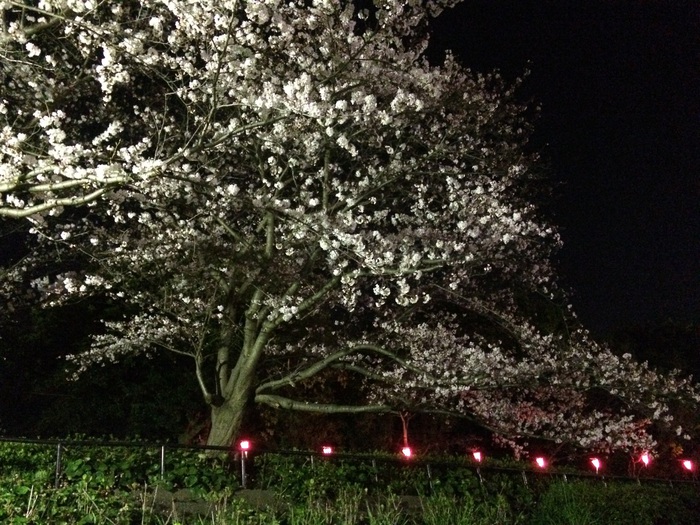 [春の夜景]夜桜見物！in浜松城公園