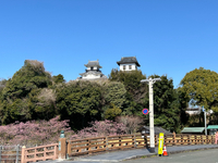 本日の掛川城と掛川桜さん