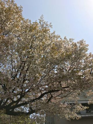 桜の季節ですね♪