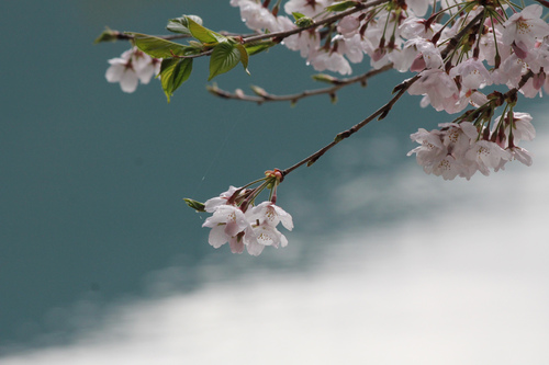 横山桜