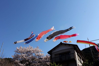 桜　鯉のぼり