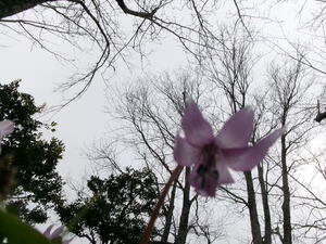 カタクリの花：曇り