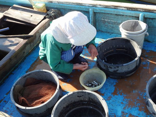 湖と海の浜名湖、イワシも回遊してます。 湖と海の浜名湖、イワシも回遊してます。