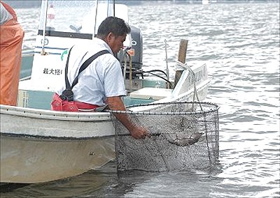 浜名湖の伝統漁　角立て漁（かくだてりょう）