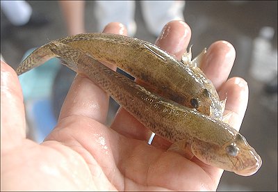 浜名湖 真夏はバトンを渡す ハゼ・アカアシエビ