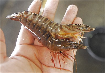 浜名湖 真夏はバトンを渡す ハゼ・アカアシエビ