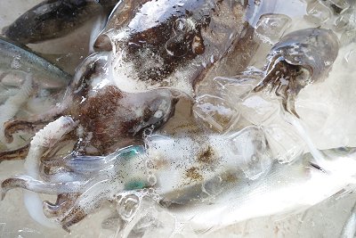 浜名湖涼魚 アオリイカ・コウイカ
