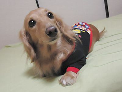 南浜名湖わんにゃん隊 あいさつ