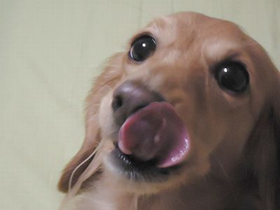 南浜名湖わんにゃん隊 あいさつ
