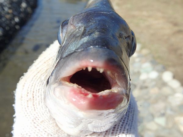 本日最終日 「浜名湖の魚つかみ体験」 本日最終日 「浜名湖の魚つかみ体験」