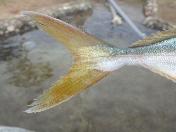 浜名湖の「アブ」 浜名湖の「アブ」