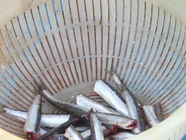 湖と海の浜名湖、イワシも回遊してます。 湖と海の浜名湖、イワシも回遊してます。