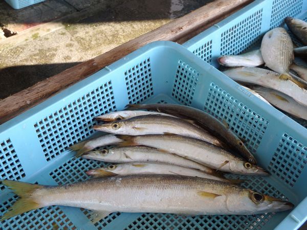 湖と海の浜名湖、イワシも回遊してます。 湖と海の浜名湖、イワシも回遊してます。