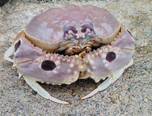 メガネカラッパ メガネカラッパ