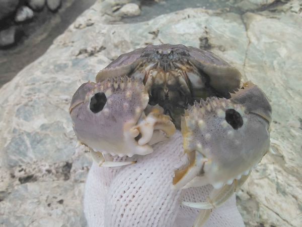メガネカラッパ メガネカラッパ