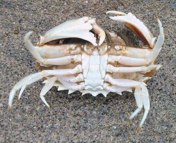 メガネカラッパ メガネカラッパ