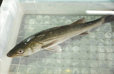 浜名湖活魚 セイゴ マダカ スズキ