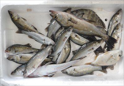 浜名湖活魚 セイゴ マダカ スズキ