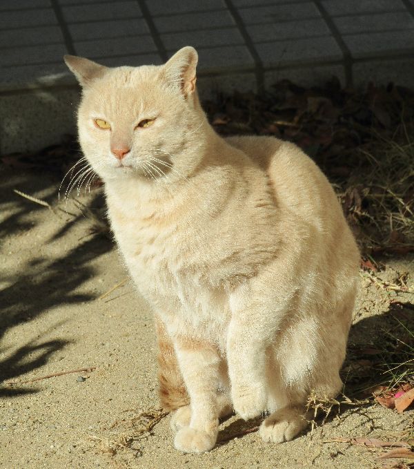 オジサンと野良猫の会話 オジサンと野良猫の会話