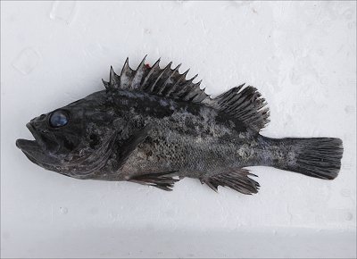 浜名湖 雄踏港 ソイ