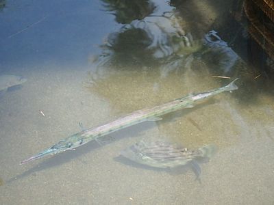 魚つかみ体験のお魚さん・ダツ 魚つかみ体験のお魚さん・ダツ