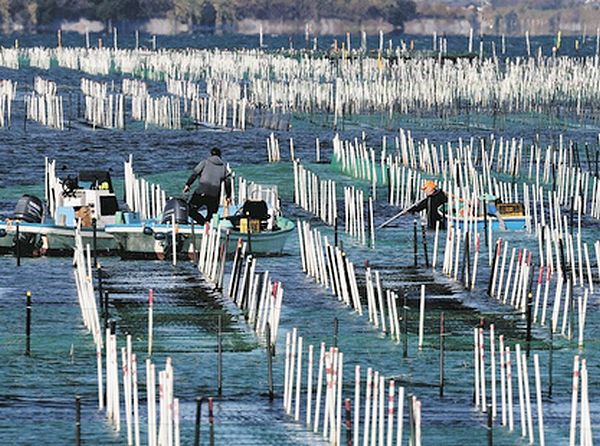今日は「海苔の日」です。 今日は「海苔の日」です。