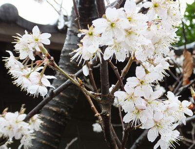 息神社 田遊祭(たうたさい)