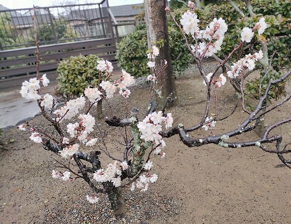 犀ヶ崖の名前の由来。 犀ヶ崖の名前の由来。