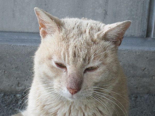 無責任な親切気取りの人間へby野良猫の愚痴 無責任な親切気取りの人間へby野良猫の愚痴