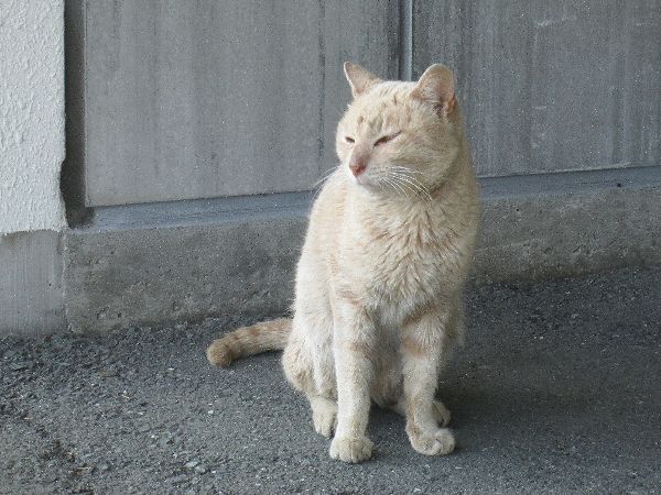 無責任な親切気取りの人間へby野良猫の愚痴 無責任な親切気取りの人間へby野良猫の愚痴