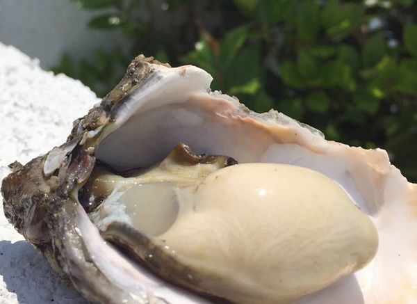 浜名湖産岩牡蠣 Rock oyster 浜名湖産岩牡蠣 Rock oyster