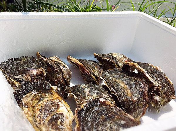 浜名湖産岩牡蠣 Rock oyster 浜名湖産岩牡蠣 Rock oyster