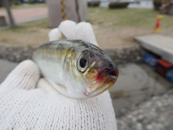 カタボシイワシ カタボシイワシ