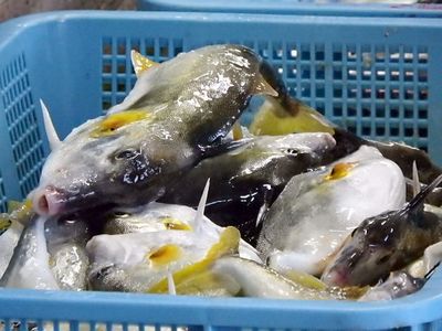 きらく市食堂 信ちゃんと行く湖西市場のお魚さん きらく市食堂 信ちゃんと行く湖西市場のお魚さん