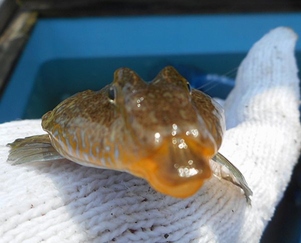 浜名湖の花魁?ネズミゴチ(鼠鯒) 浜名湖の花魁?ネズミゴチ(鼠鯒)