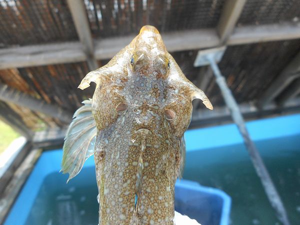 浜名湖の花魁?ネズミゴチ(鼠鯒) 浜名湖の花魁?ネズミゴチ(鼠鯒)