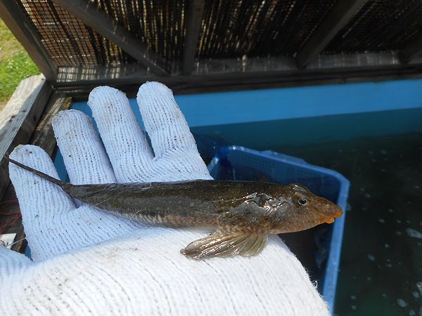 浜名湖の花魁?ネズミゴチ(鼠鯒) 浜名湖の花魁?ネズミゴチ(鼠鯒)