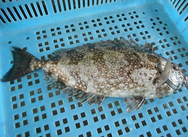 アイゴの背鰭・腹鰭・臀鰭・棘に取り扱い注意! アイゴの背鰭・腹鰭・臀鰭・棘に取り扱い注意!