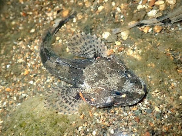 ヤマノカミとは? ヤマノカミとは?