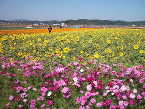 ひまわりまつり開催中。