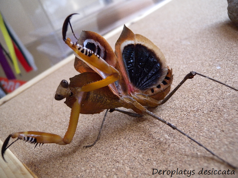 メダマカレハカマキリ 幼虫ペア - 虫類