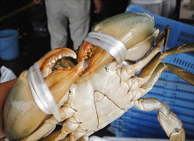 浜名湖 ドウマン よらっせYUTO